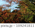 紅葉したモミジ 109241811