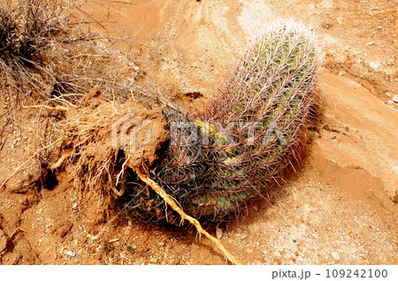 Fallen But Alive Arizona Barrel Cactus 109242100