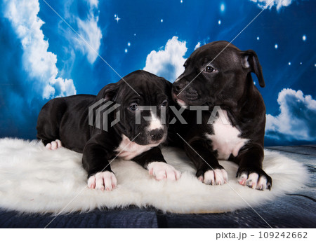 Two Black male American Staffordshire Bull Terrier dogs puppies on blue background Two Black male American Staffordshire Bull Terrier dogs puppies on blue background 109242662