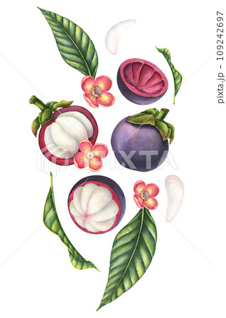 Mangosteen watercolor illustration. Hand drawn dynamic composition with exotic asian Fruits with palm leaves, flowers and slices of food on isolated background. Drawing for product label or packaging. Mangosteen watercolor illustration. Hand drawn dynamic composition with exotic asian Fruits with palm leaves, flowers and slices of food on isolated background. Drawing for product label or packaging. 109242697