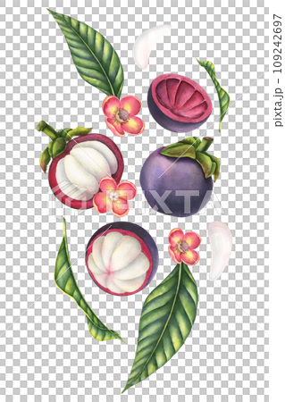 Mangosteen watercolor illustration. Hand drawn dynamic composition with exotic asian Fruits with palm leaves, flowers and slices of food on isolated background. Drawing for product label or packaging. Mangosteen watercolor illustration. Hand drawn dynamic composition with exotic asian Fruits with palm leaves, flowers and slices of food on isolated background. Drawing for product label or packaging. 109242697
