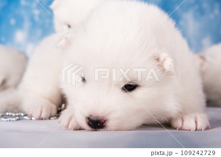 White fluffy small Samoyed puppy dog is sleeping on white background White fluffy small Samoyed puppy dog is sleeping on white background 109242729