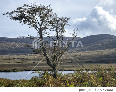 Lone tree in Glenveagh National Park in County Donegal, Ireland Lone tree in Glenveagh National Park in County Donegal, Ireland 109242888