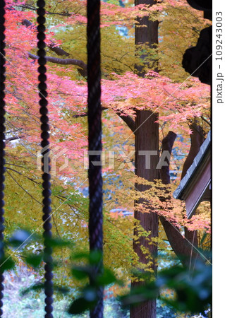 奈良県生駒郡平群町の千光寺の紅葉 奈良県生駒郡平群町の千光寺の紅葉 109243003