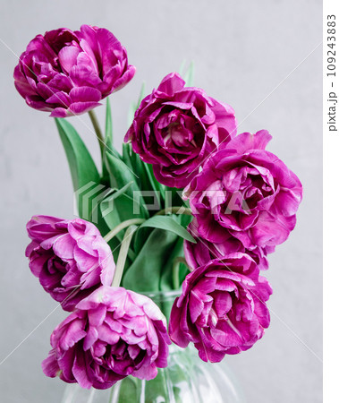 bouquet of gray red lilac tulips in glass vase on dark background. flower bouquet in vase on table 109243883