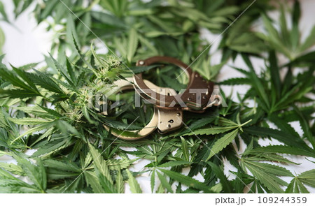 Handcuffs on green leaves and cannabis buds closeup 109244359