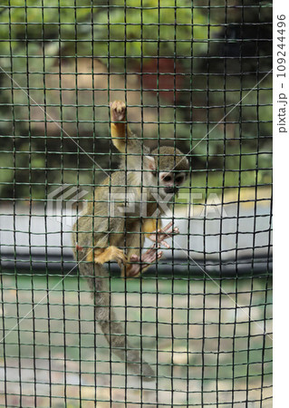 Squirrel monkey in a cage. Close-up. Selective focus. Squirrel monkey in a cage. Close-up. Selective focus. 109244496