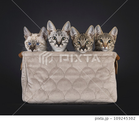 Savannah cat kittens on black background Savannah cat kittens on black background 109245302