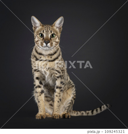 F5 Savannah cat on black background 109245321