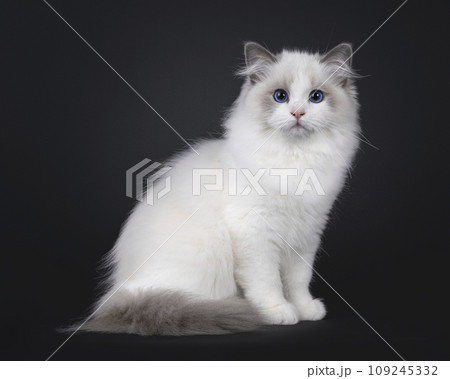 Ragdoll cat kitten on black background 109245332