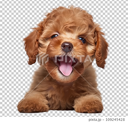 an adorable poodle puppy isolated an adorable poodle puppy isolated 109245428