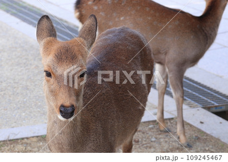 奈良公園の野生の鹿の顔 109245467