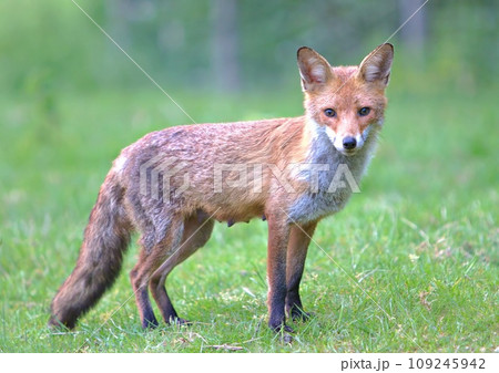 Wild European red fox in profile 109245942