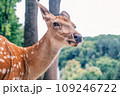 Wild deer on the background of the forest. Portrait of a deer walking in a clearing in the forest. Wild animals concept Wild deer on the background of the forest. Portrait of a deer walking in a clearing in the forest. Wild animals concept 109246722