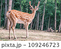 Wild deer on the background of the forest. Portrait of a deer walking in a clearing in the forest. Wild animals concept Wild deer on the background of the forest. Portrait of a deer walking in a clearing in the forest. Wild animals concept 109246723