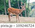 Wild deer on the background of the forest. Portrait of a deer walking in a clearing in the forest. Wild animals concept Wild deer on the background of the forest. Portrait of a deer walking in a clearing in the forest. Wild animals concept 109246724