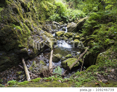 View of small water stream with moss covered stones, fern and tropical plants at Levada Do Rei PR18 hike, from Sao Jorge ending at the source in Ribeiro Bonito, Madeira, Portugal 109246739