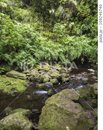 View of small water stream with moss covered stones, fern and tropical plants at Levada Do Rei PR18 hike, from Sao Jorge ending at the source in Ribeiro Bonito, Madeira, Portugal 109246740