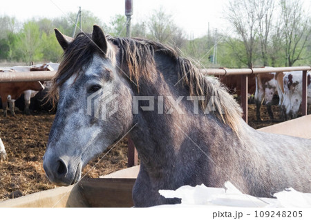 Horses on a village farm. Beautiful horses against the background of the village. Raising healthy animals. 109248205
