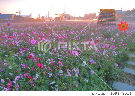 花 フラワー お花 109248911