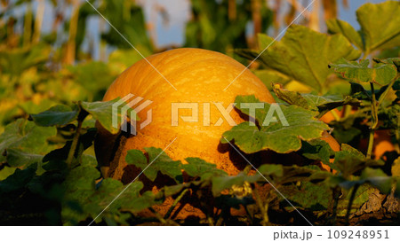 A large orange ripe pumpkin lies among the leaves in the garden. Growing organic pumpkins. A large orange ripe pumpkin lies among the leaves in the garden. Growing organic pumpkins. 109248951