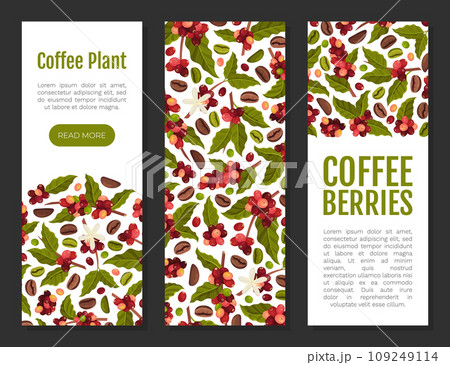 Coffee Plant Banner Design with Fruit Branch Vector Template 109249114