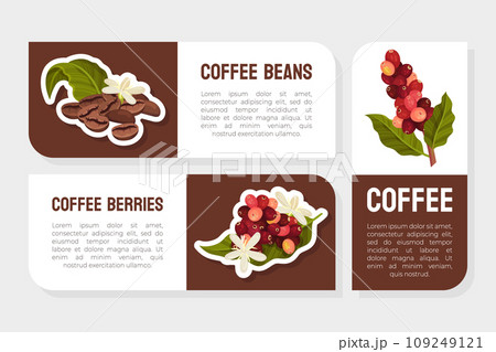 Coffee Plant Label Design with Fruit Branch Vector Template 109249121