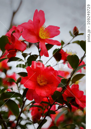 冬に咲く椿の花 冬に咲く椿の花 109249729