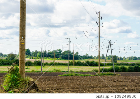 Countryside landscape with many wooden power line transmission poles, flocks of birds on power lines 109249930