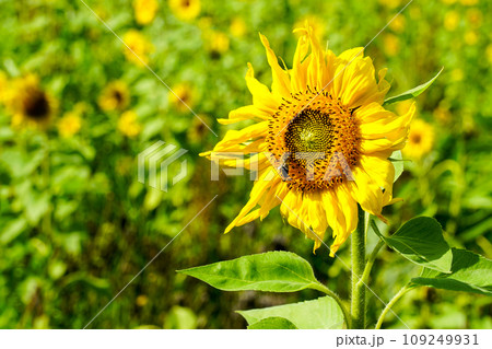 Close-up of a yellow sunflower flower with bees collecting pollen nectar 109249931