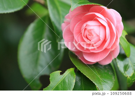 八重咲の椿　椿の花　千重咲の椿 109250688