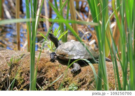 亀の日光浴 甲羅干しする亀 亀の日光浴 甲羅干しする亀 109250700