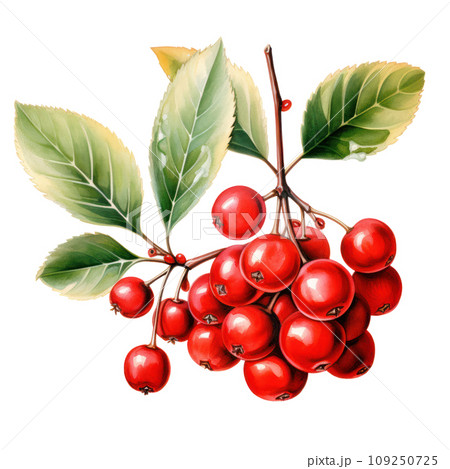 watercolor red christmas berries isolated 109250725