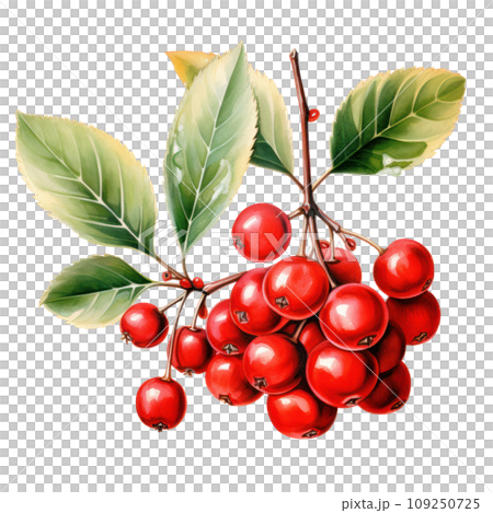 watercolor red christmas berries isolated 109250725