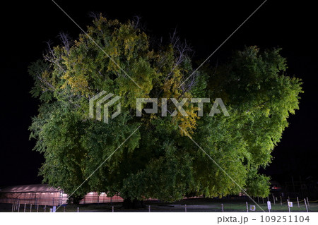 大和の大いちょう 大和の大いちょう 109251104