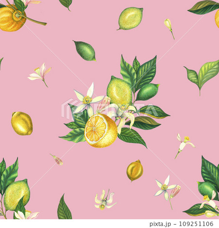 Watercolor seamless pattern with blooming lemons and lime branch with leaves, pink flowers, cut lemon and green lemon. Hand painted yellow fruits and flower isolated on pink background. Fresh citrus 109251106
