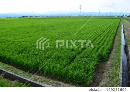 田植え3ヶ月後の水田 109251665