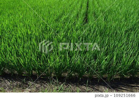 田植え3ヶ月後の水田 田植え3ヶ月後の水田 109251666