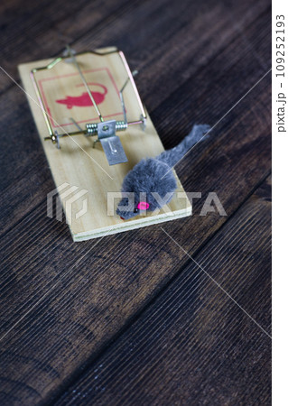 Vertical photo of a toy furry mouse in a mousetrap a second before death 109252193