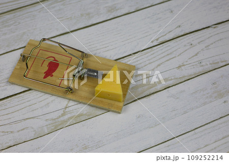 Large triangular piece of cheese lies in a mousetrap ready to exterminate rodents in the house Large triangular piece of cheese lies in a mousetrap ready to exterminate rodents in the house 109252214