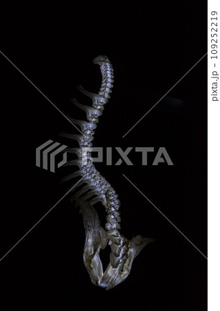 暗闇に浮かび上がる龍の顔 109252219