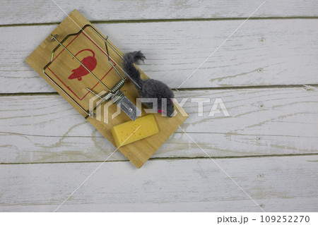 Toy mouse near a triangular piece of cheese in a mousetrap a second before being caught on a white wooden floor, top view Toy mouse near a triangular piece of cheese in a mousetrap a second before being caught on a white wooden floor, top view 109252270