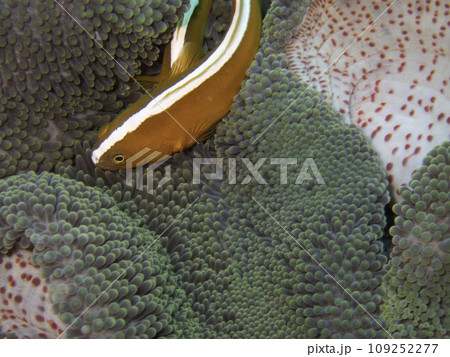 アラビアハタゴイソギンチャク 109252277