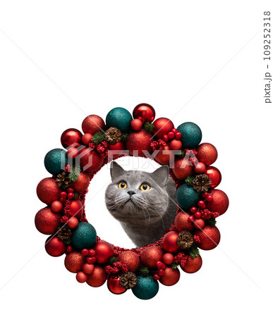 Christmas background with cute cat and red festive wreath. British cat looks up from New Year wreath isolated on white background. Copy space. 109252318