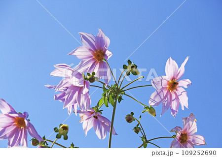 青空に映えるピンク色のダリア 青空に映えるピンク色のダリア 109252690