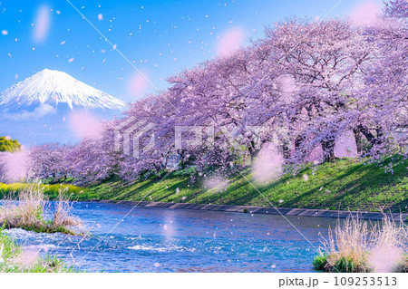 【桜吹雪素材】静岡県富士市の潤井川の桜・龍巌淵の桜吹雪【静岡県】 【桜吹雪素材】静岡県富士市の潤井川の桜・龍巌淵の桜吹雪【静岡県】 109253513