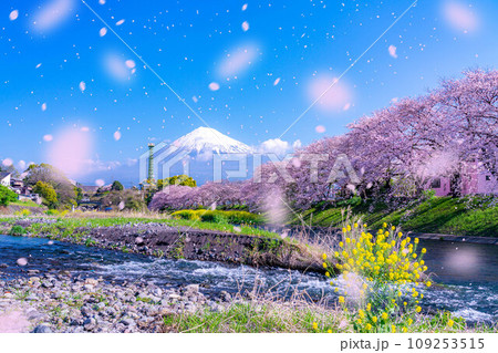 【桜吹雪素材】静岡県富士市の潤井川の桜・龍巌淵の桜吹雪【静岡県】 【桜吹雪素材】静岡県富士市の潤井川の桜・龍巌淵の桜吹雪【静岡県】 109253515