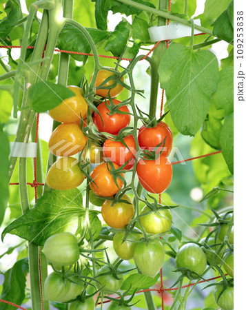ミニトマトのハウス栽培 109253838