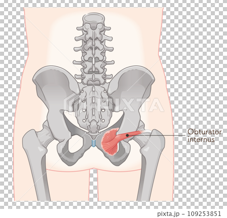 obturator internus muscle, hip joint, pelvis, muscle, illustration, illustration obturator internus muscle, hip joint, pelvis, muscle, illustration, illustration 109253851