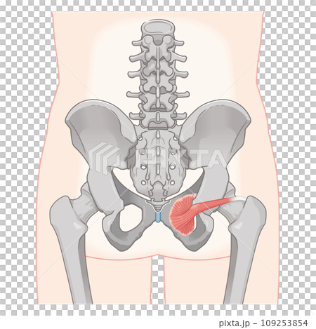 内閉鎖筋、股関節、骨盤、筋肉、イラスト、illustration 109253854
